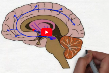 2 minute neuroscience: dopamine
