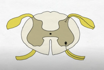 Spinal Cord Cross Section